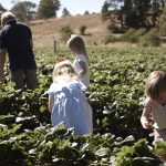 Easter long weekend strawberry picking