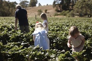 Easter long weekend strawberry picking