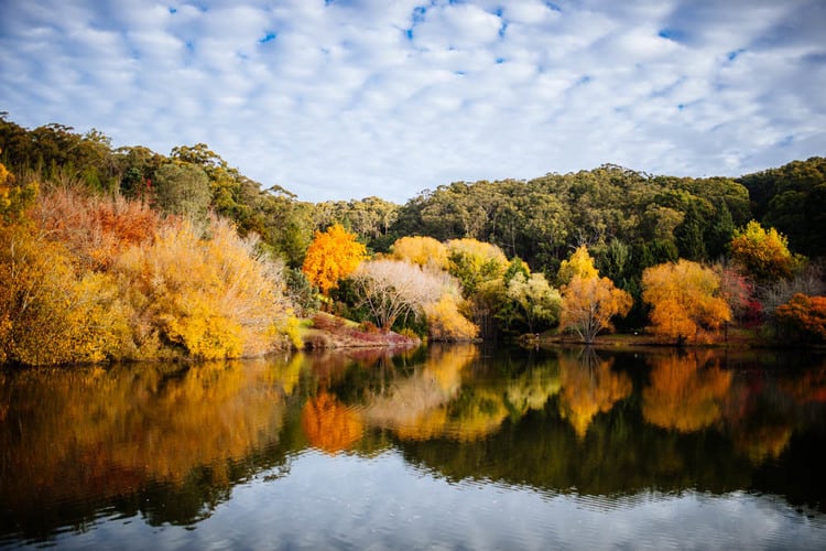 Mt Lofty Botanic Gardens